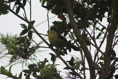 Atlapetes pallidinucha