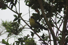 Atlapetes pallidinucha