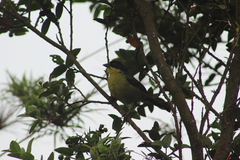 Atlapetes pallidinucha