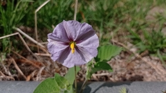 Lycianthes dejecta