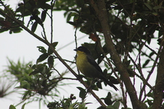 Atlapetes pallidinucha