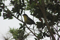 Atlapetes pallidinucha