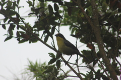 Atlapetes pallidinucha