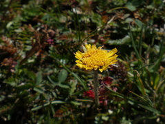 Hymenoxys brandegeei