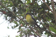 Atlapetes pallidinucha