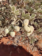 Senna artemisioides helmsii