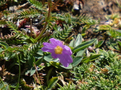 Primula parryi