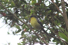 Atlapetes pallidinucha