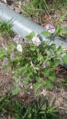 Lycianthes dejecta