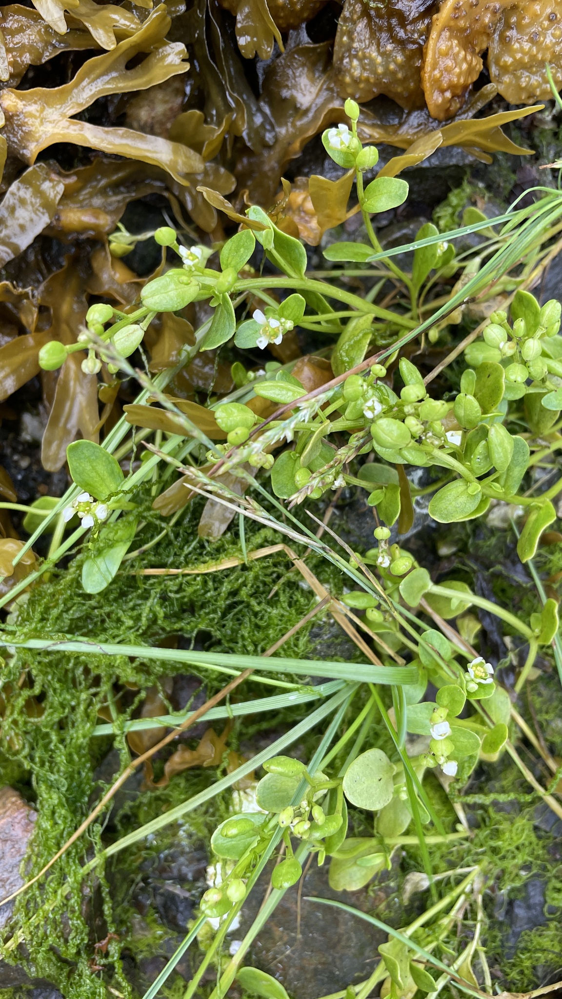 Cochlearia sessilifolia
