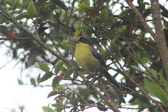 Atlapetes pallidinucha