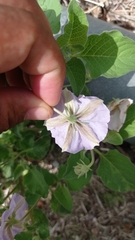Lycianthes dejecta