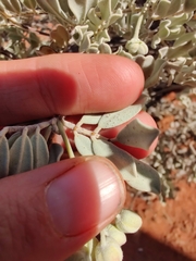 Senna artemisioides helmsii