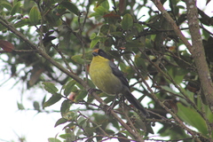 Atlapetes pallidinucha