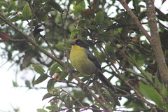 Atlapetes pallidinucha