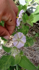 Lycianthes dejecta