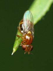 Thaumatomyia pulla