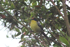 Atlapetes pallidinucha