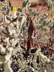 Senna artemisioides helmsii