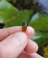 Pseudosuccinea columella