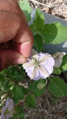 Lycianthes dejecta