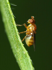 Thaumatomyia pulla
