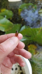 Pseudosuccinea columella