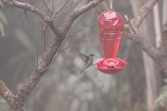 Colibri cyanotus