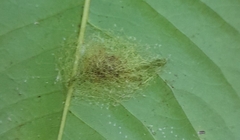 Gasteracantha cancriformis