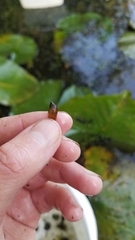 Pseudosuccinea columella