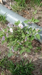 Lycianthes dejecta