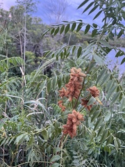 Glycyrrhiza lepidota