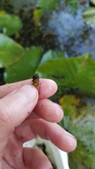 Pseudosuccinea columella