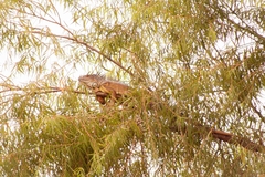 Iguana iguana