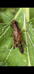Melanoplus viridipes