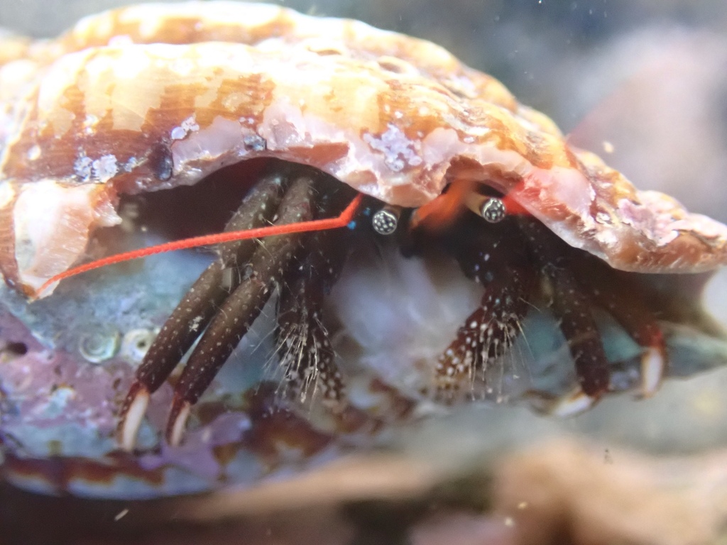 Clibanarius albidigitus
