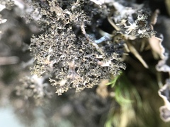 Dendriscosticta oroborealis