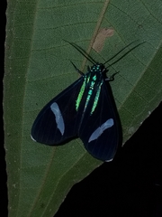 Mydromera notochloris
