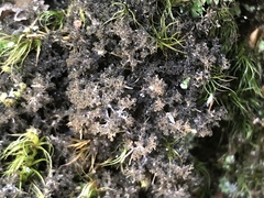 Dendriscosticta oroborealis