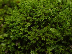 Gymnostomum aeruginosum