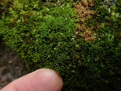 Gymnostomum aeruginosum