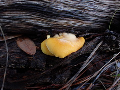 Crepidotus croceotinctus