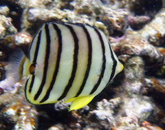 Chaetodon octofasciatus