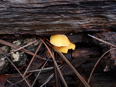 Crepidotus croceotinctus