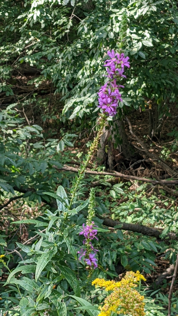 purple loosestrife from Loudonville, NY 12211, USA on August 21, 2022