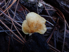 Crepidotus croceotinctus
