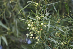 Acacia cambagei