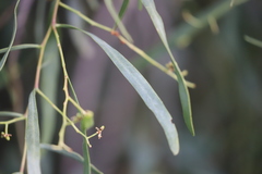 Acacia cambagei