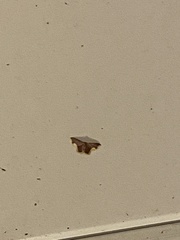 Lophosis labeculata