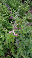 Salvia curviflora